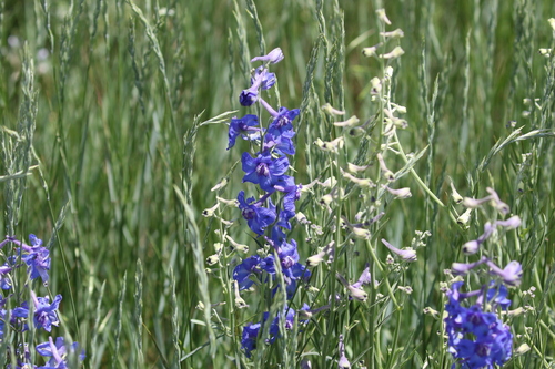 Image of Delphinium geyeri by (c) Brooke Smith, some rights reserved (CC BY)