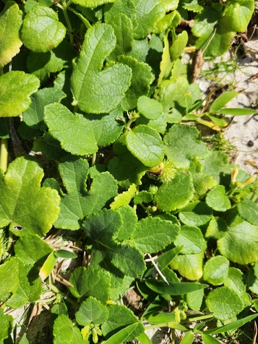 Triumfetta procumbens iNat (3)