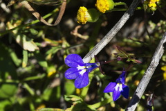 Lobelia erinus