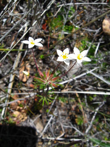 iNaturalist observation photo of variable linanthus