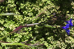 Lobelia erinus