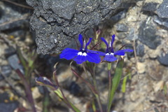 Lobelia erinus