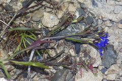 Lobelia erinus