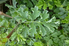 Pelargonium gibbosum