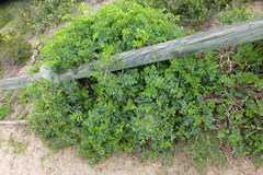 Pelargonium gibbosum