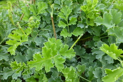 Pelargonium gibbosum