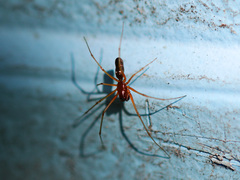 Microlinyphia pusilla