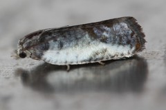 Argyroploce chlorosaris