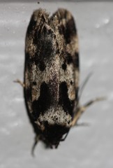 Barea confusella