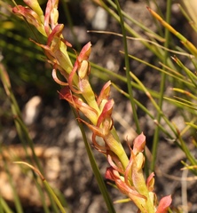 Disa reticulata