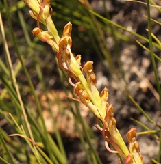 Disa reticulata
