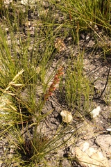 Disa reticulata