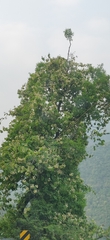 Phanera vahlii
