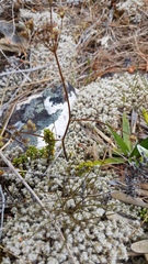 Anisotome filifolia