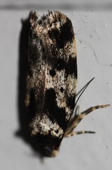 Barea confusella