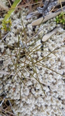 Anisotome filifolia