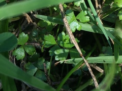 Hydrocotyle tripartita