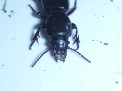 Mecodema oregoides