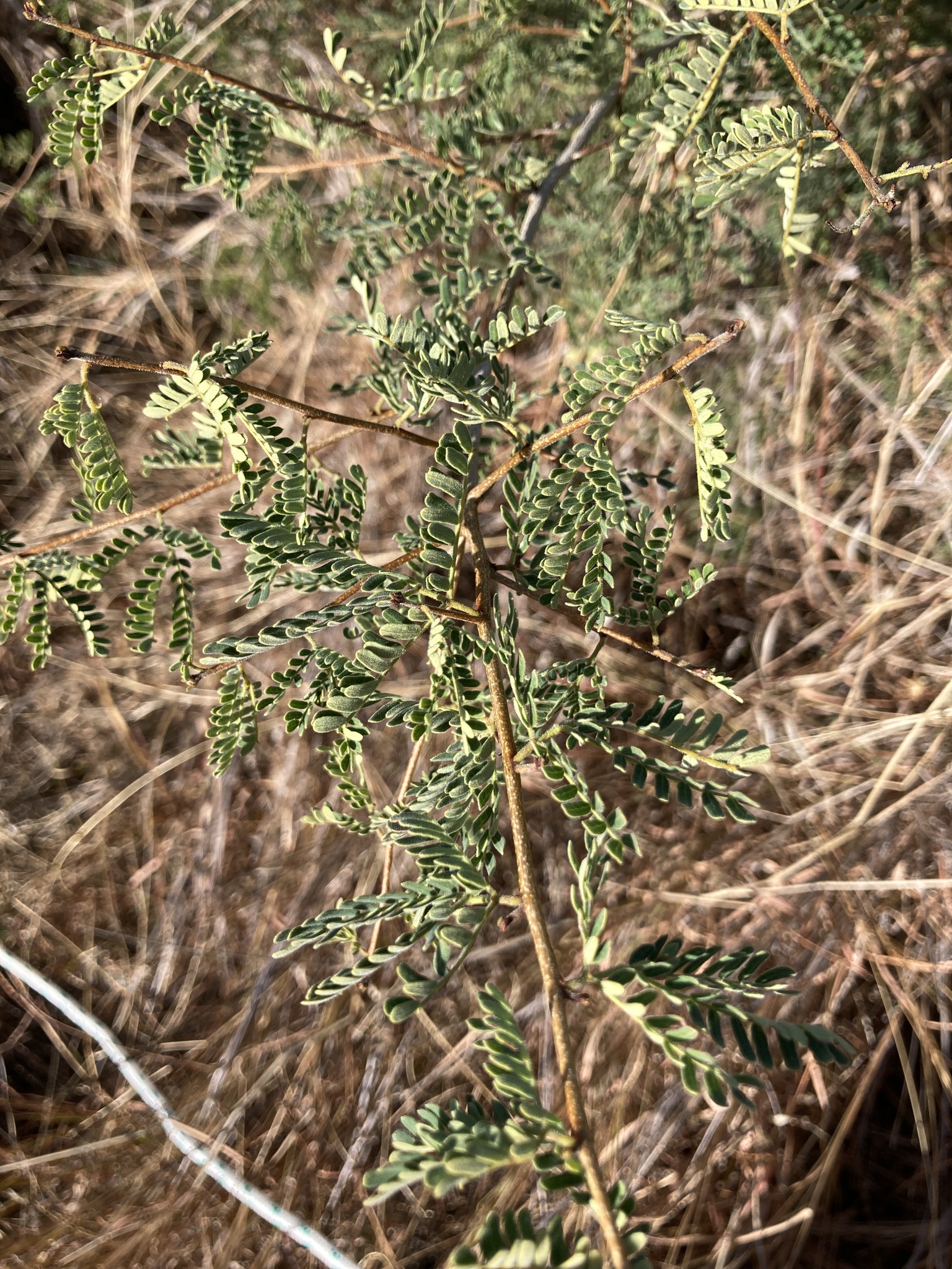 Archidendropsis basaltica