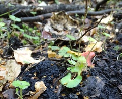 Corybas walliae
