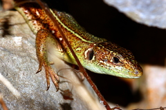 Lacerta trilineata