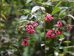 Cestrum fasciculatum