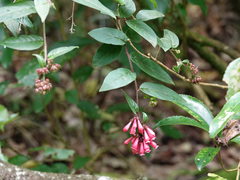Cestrum fasciculatum