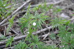 Anemonoides caerulea