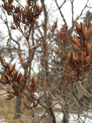 Syringa hyacinthiflora
