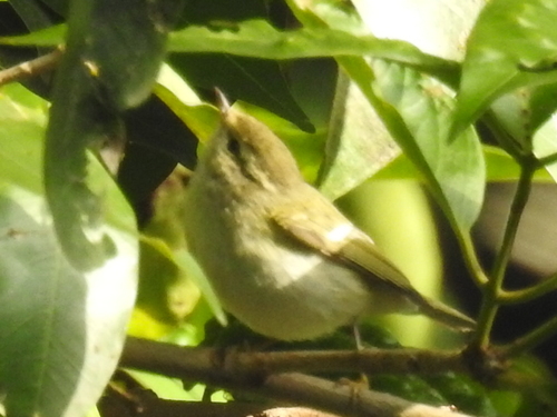 Phylloscopidae