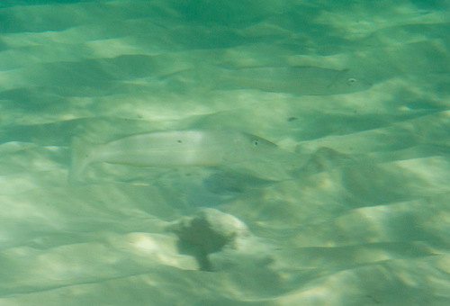 Sillago schomburgkii