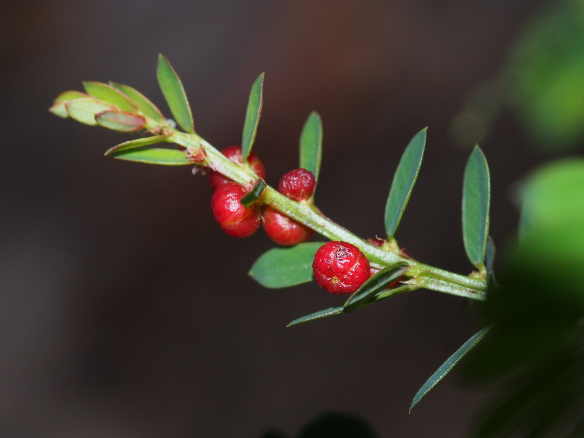 Phyllanthus