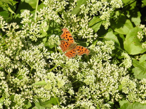 Asian Comma photo 3