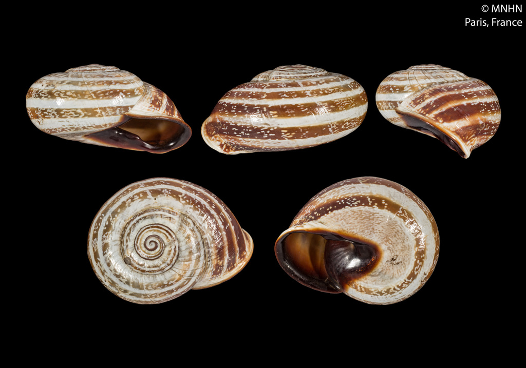 milk snail