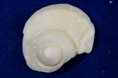 Psilaxis krebsii