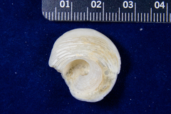 Psilaxis krebsii