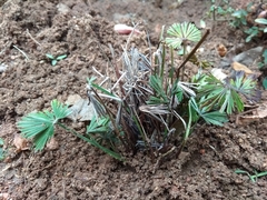 Actiniopteris radiata