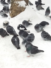 Columba livia domestica