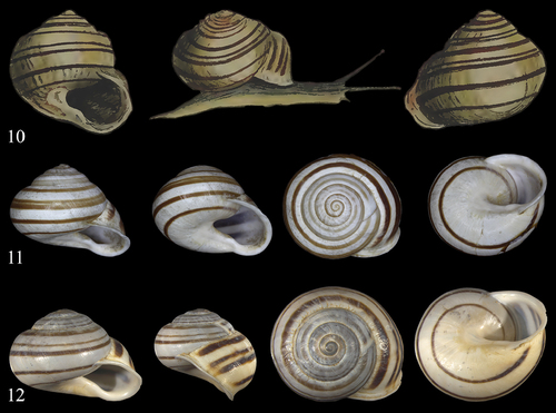 Representative image of Eobania