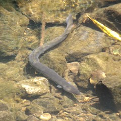 Anguilla dieffenbachii