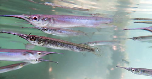 Estuarine halfbeak (Zenarchopterus dispar) — Zenarchopteridae