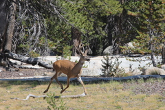 Odocoileus hemionus inyoensis