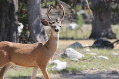 Odocoileus hemionus inyoensis