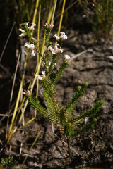 Erica denticulata