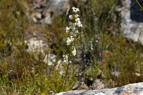 Image of Erica denticulata by (c) Michael D. Pirie, some rights reserved (CC BY)