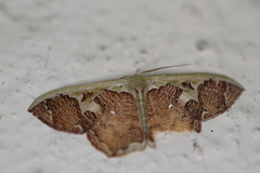 Zythos avellanea