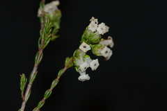 Erica denticulata