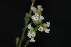 Erica denticulata