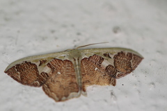 Zythos avellanea