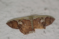 Zythos avellanea